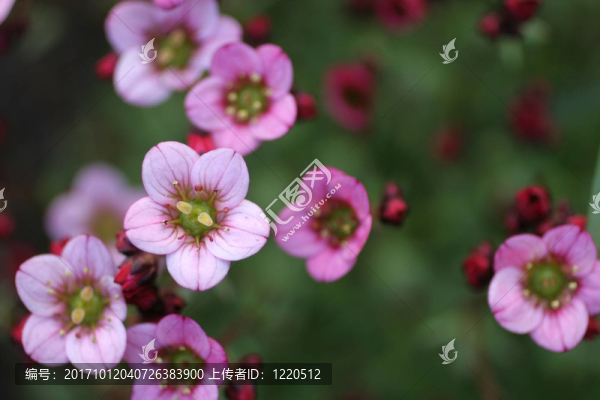 虎耳草