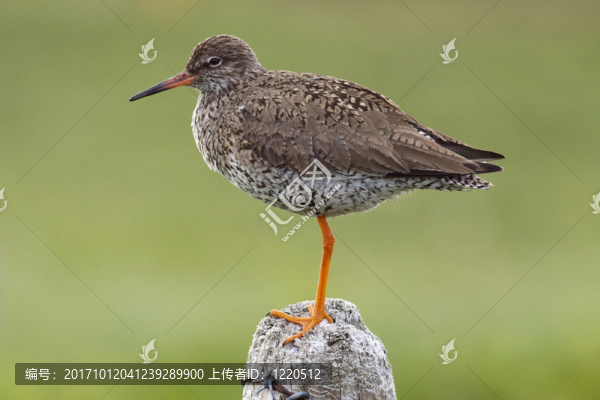 鳥