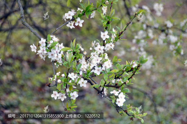 開花