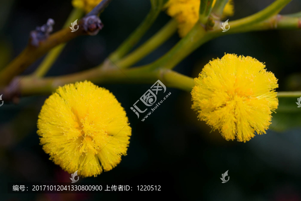 含羞草，普臘亞大羅查，葡萄牙