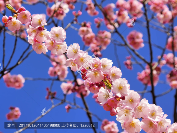 樹上的花