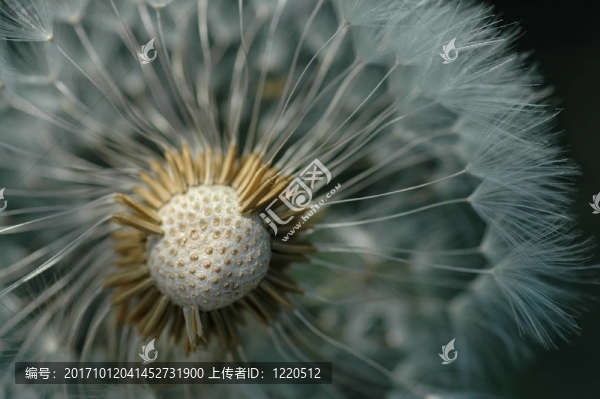 蒲公英