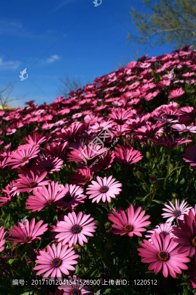 花的山
