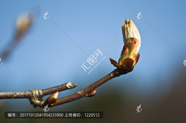 七葉樹：七葉樹