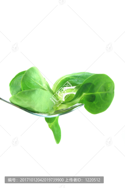 羔羊的生菜