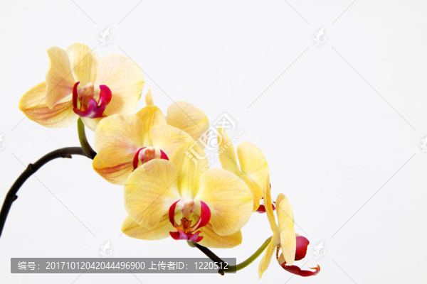 蘭花