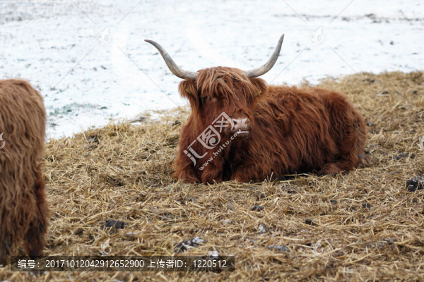 反芻動物hochlandrind