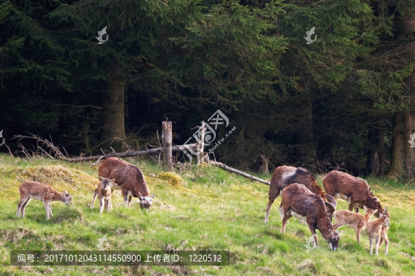 mufflonherde,1