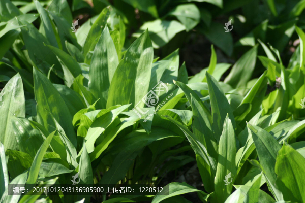 熊蔥