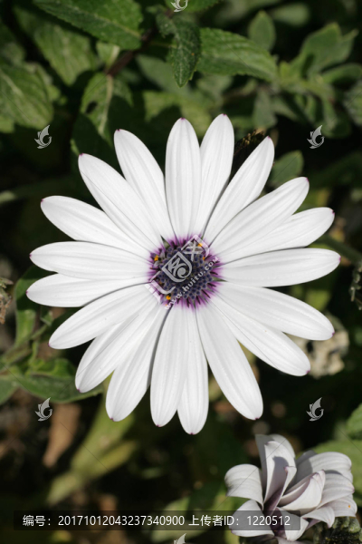 KAPK？rbchenblüTE