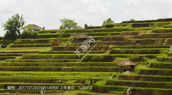 稻田-巴厘-印度尼西亞