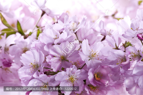 春天的花朵wd664