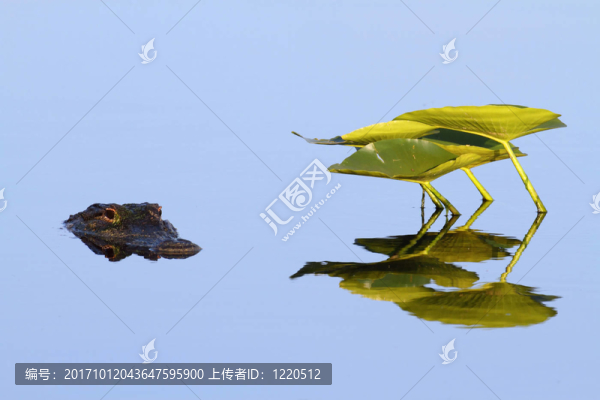動物