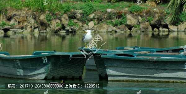 海鷗