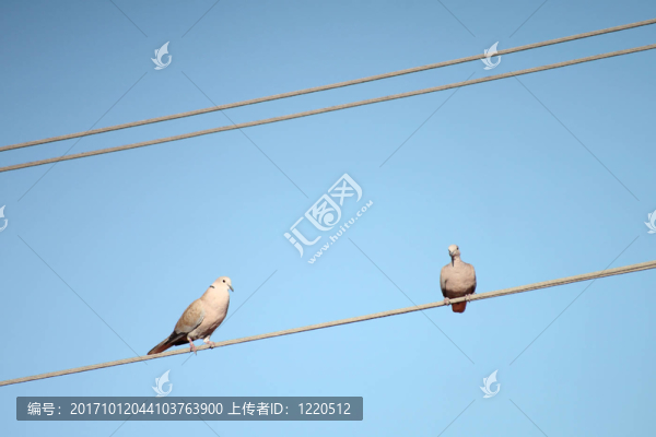 斑鳩