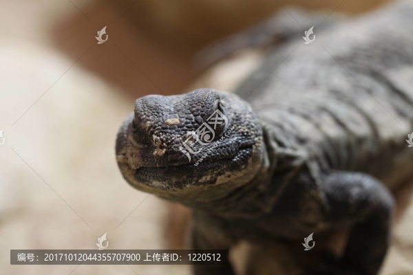 非洲刺尾