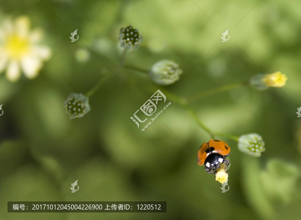七星瓢蟲