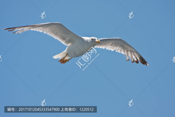 海鷗