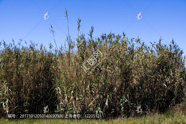 竹林