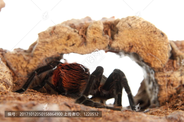 蜘蛛Brachypelma,vagans在玻璃瓶