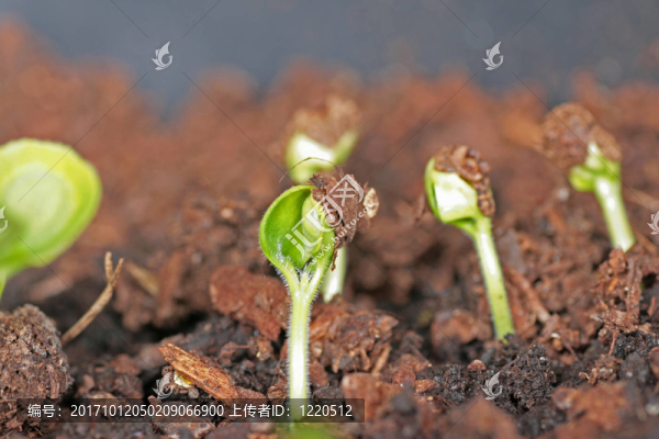 發(fā)芽植物-黑眼睛蘇珊