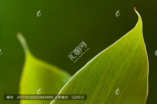 陽(yáng)光下的香蕉葉