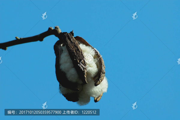 巴塞羅那的棉花樹