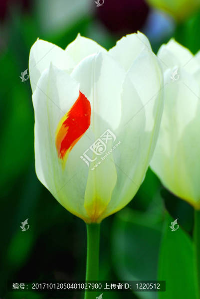 顏色