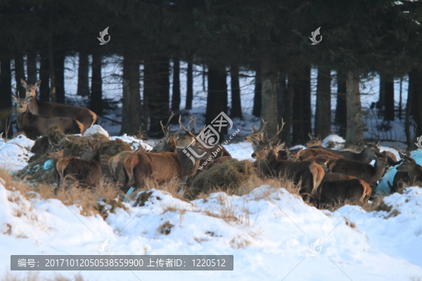 wildfutterung