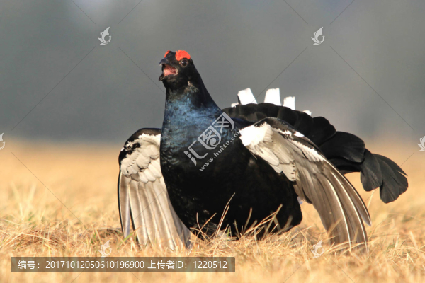 birkhahn