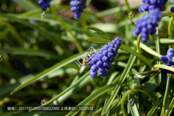藍色的花