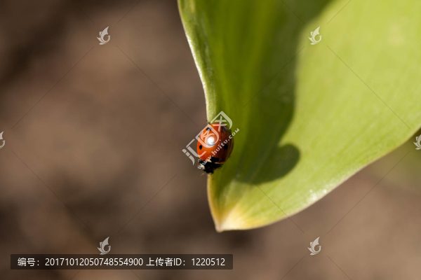 瓢蟲(chóng)
