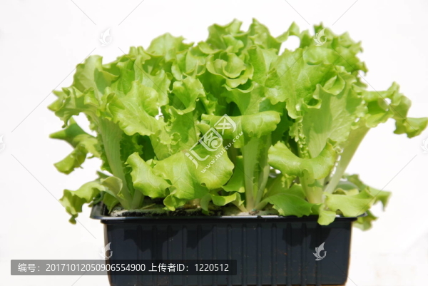 萵苣（Lactuca）