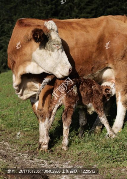 初生牛犢與哺乳母牛