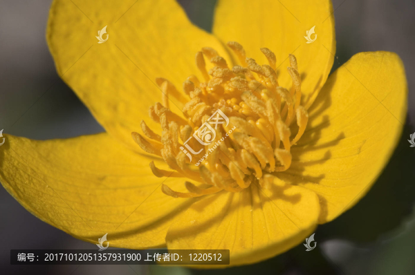 金盞花馬蹄草
