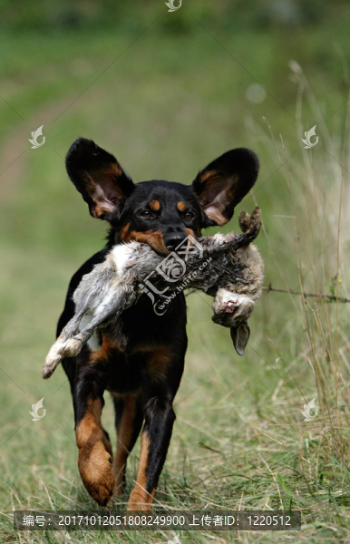 獵犬與獵物