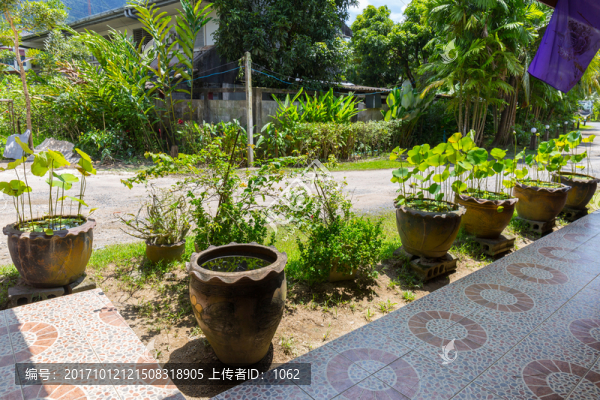 荷花缸