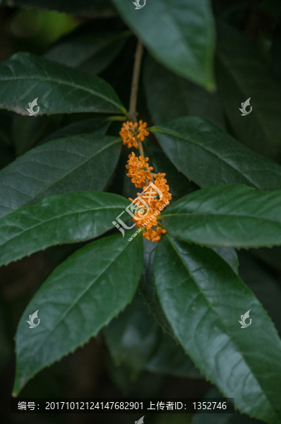 桂花,朱砂桂