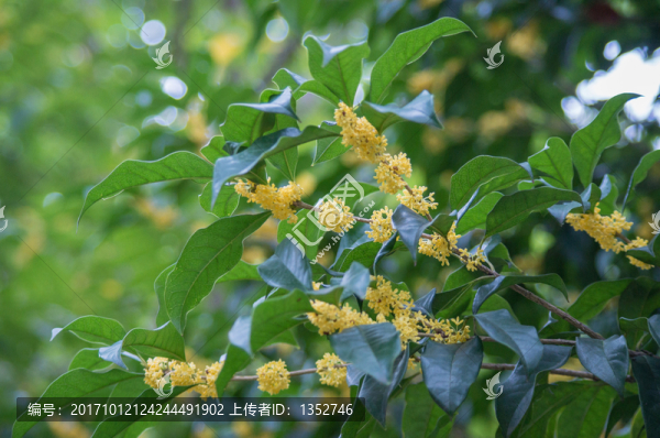 桂花