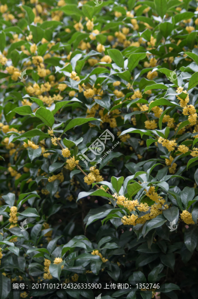 桂花