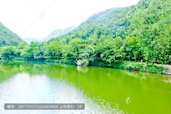 湖泊,森林