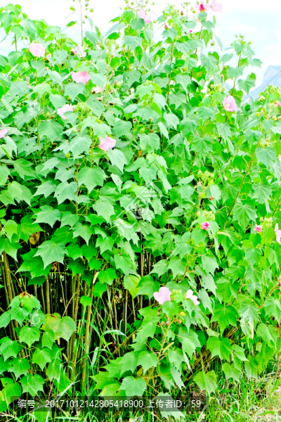 芙蓉花