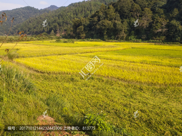夕陽稻田