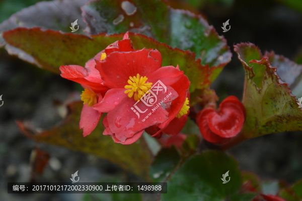 山茶花