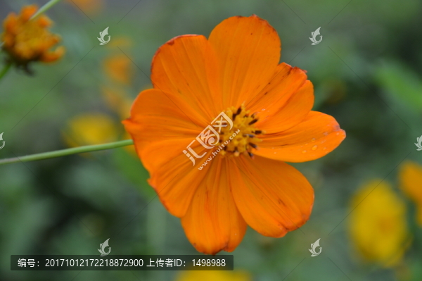 金色小花