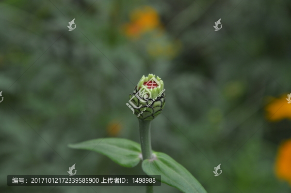 野花