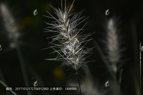 亂子草