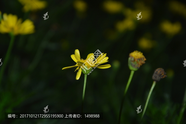 野菊花