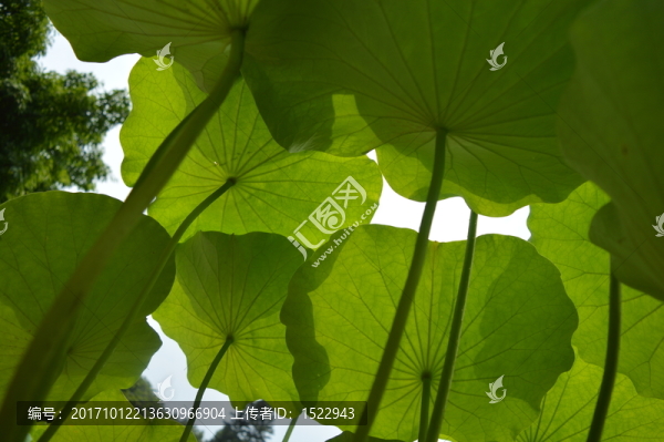 荷葉傘蓋