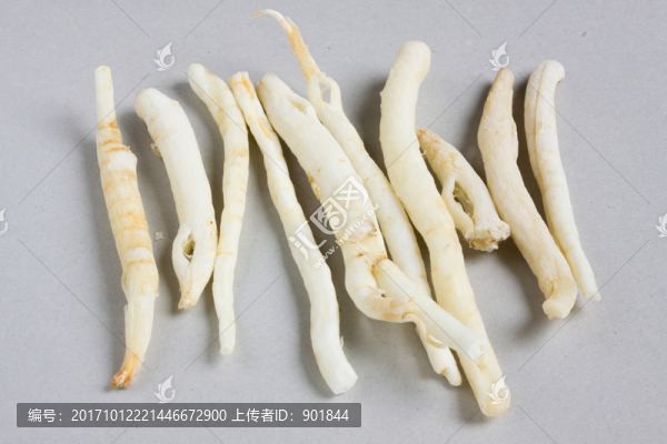 沙參